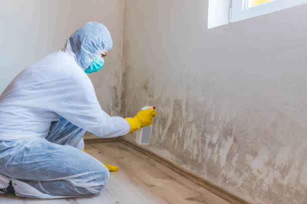 Licensed Mold Inspection service in Maplewood, MN - WQB Mold Removal